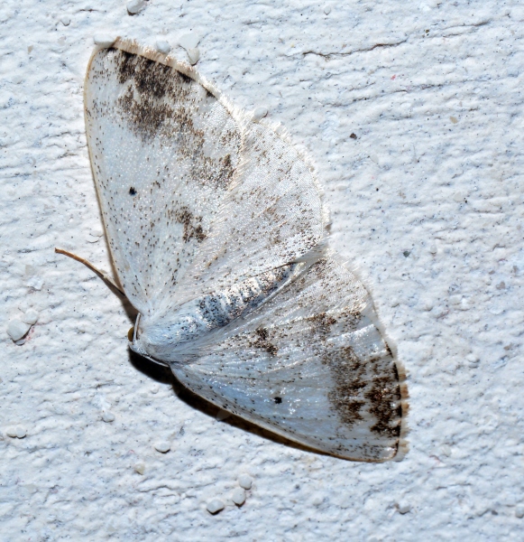 Tre geometridae da Soccher